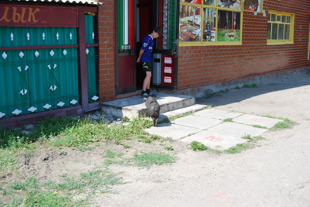 Свинья в городе