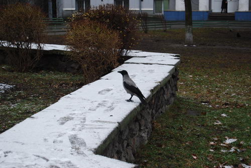 Киев, снег, зима 2009