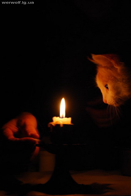 кот и свеча