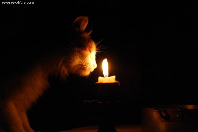кот и свеча
