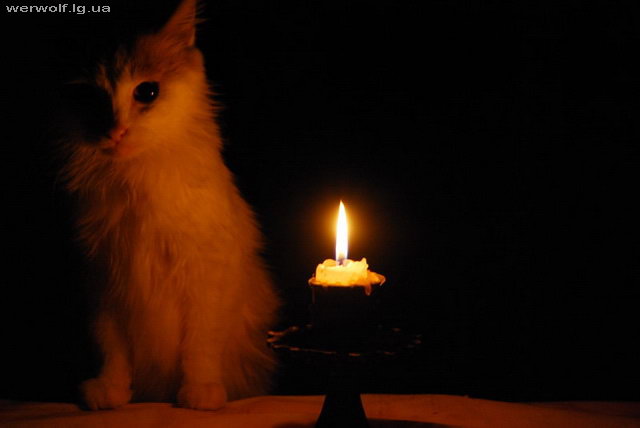 кот и свеча